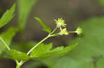 Blisterwort <BR>Hooked Buttercup